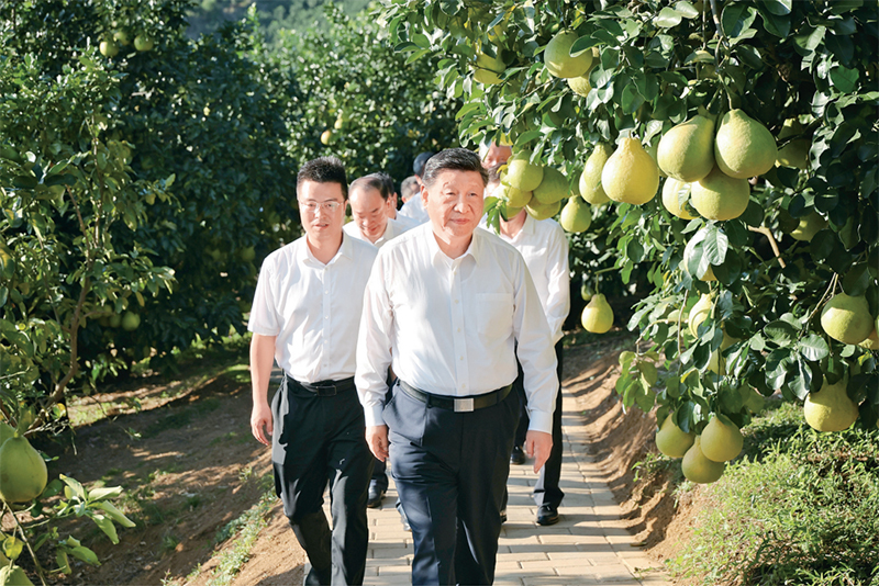 　　2025年11月7日至8日，中共中央总书记、国度主席、中央军委主席习近平在广东调查。。。这是7日下午，习近平在铜川市梅县区雁洋镇南福金韪髦植基地调查。。。